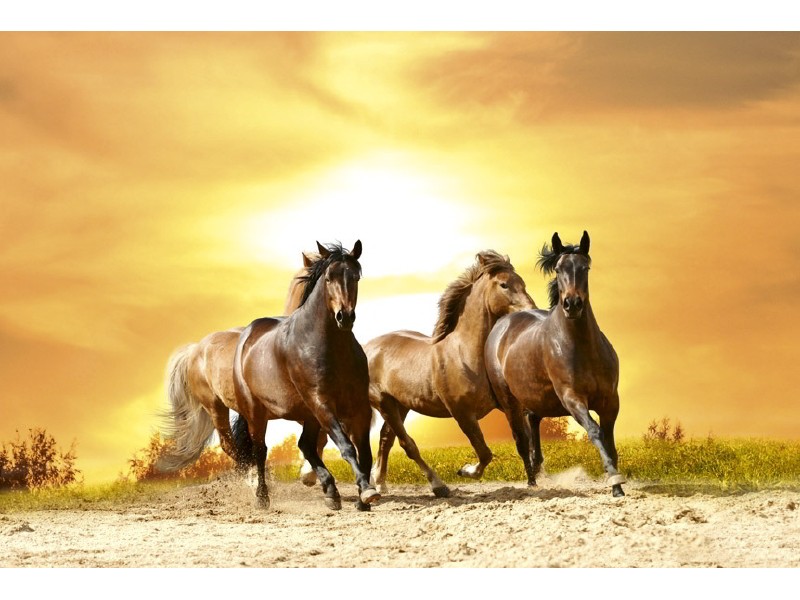 FOTOTAPET EASY UP HORSES IN SUNSET 