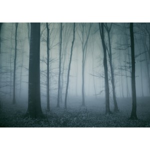 Fototapet "Spöklik scen från en mörk kall skog på senhösten"