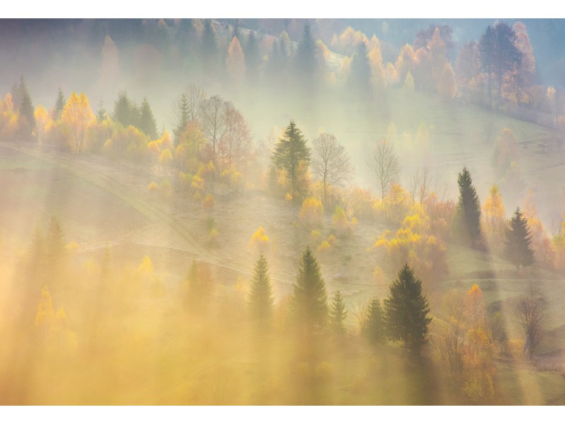 Fototapet Dimma över skogen i morgonljus i Karpaterna