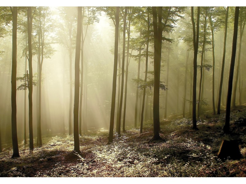 Fototapet Den dimmiga höstliga skogen med bokträd belyst av morgonsol