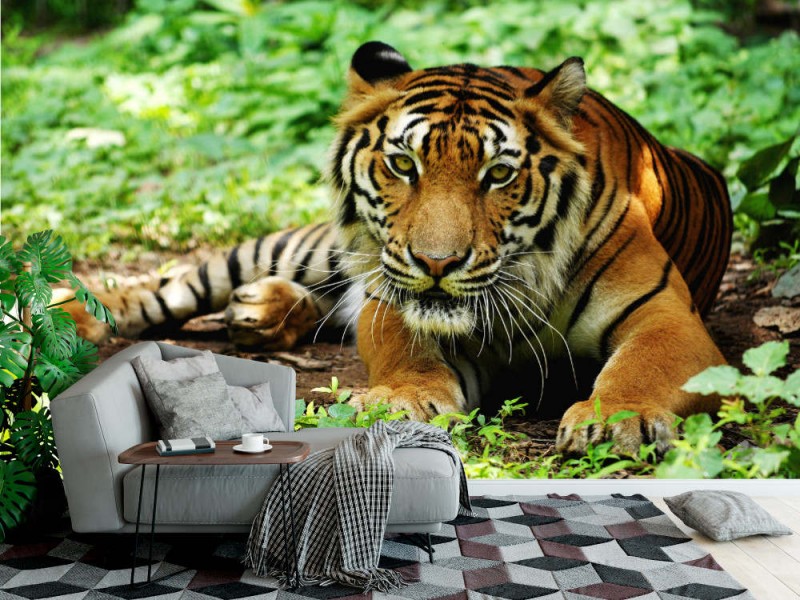 Fototapet Indochina Tiger