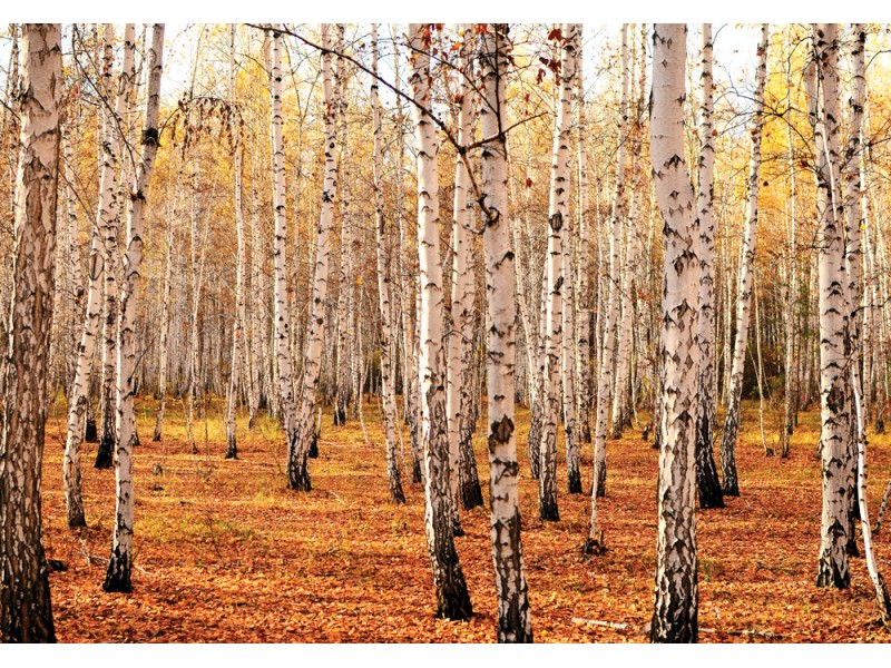 Fototapet Björkskogen i hösten