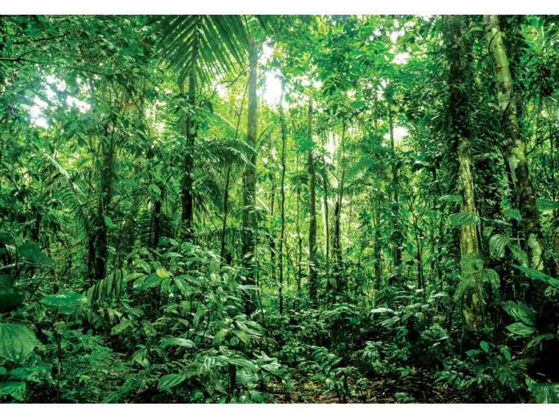 Fototapet  Amazonas regnskog