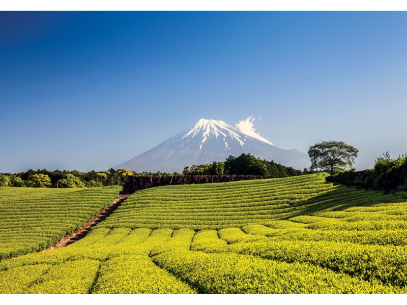 Fototapet Tea farm och Fuji-berg på våren