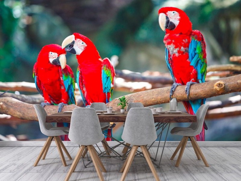 Fototapet med ara papegojor på stock