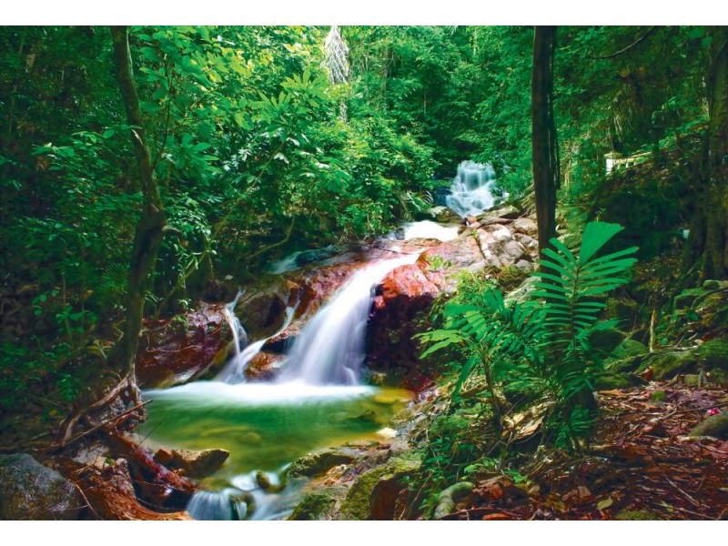 Fototapet vild djungelskog och vattenfall
