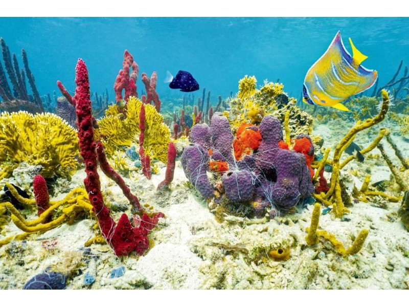Fototapet färger av undervattensliv i Karibien (50993995)