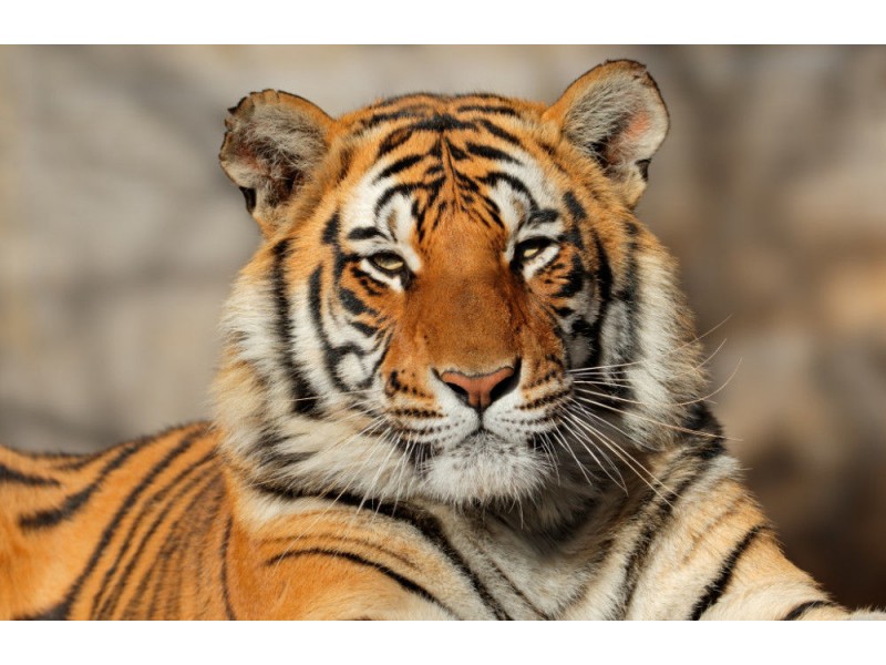 Fototapet Portrait Of A Bengal Tiger