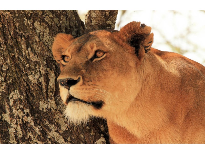 Fototapet Portrait Of A Lioness